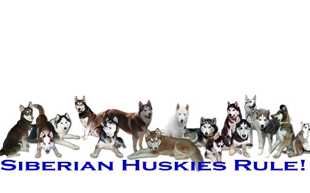 huskiesrule640x480.jpg